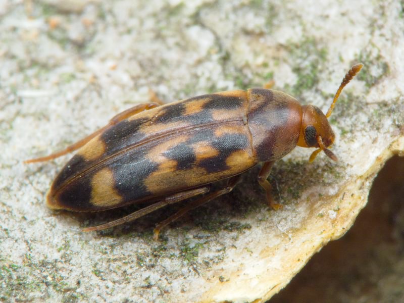 Orchesia undulata Kraatz, 1853